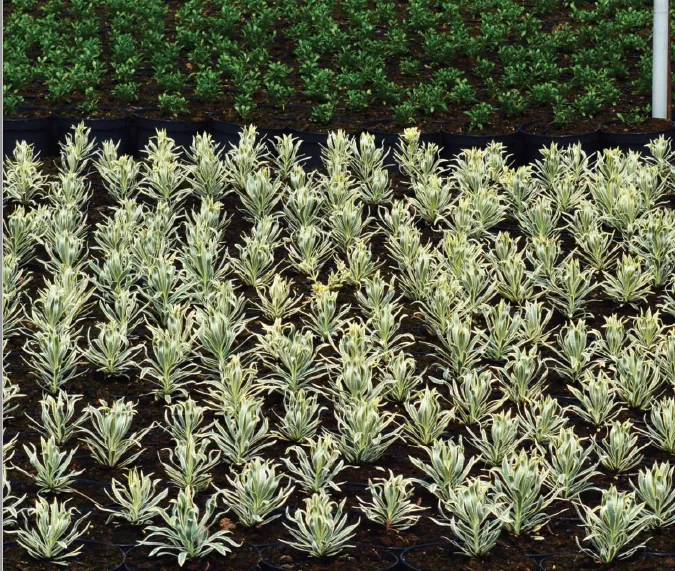 Board Na Mona 75 litres Pot Plant Substrate Plus  Irish Peat Moss
