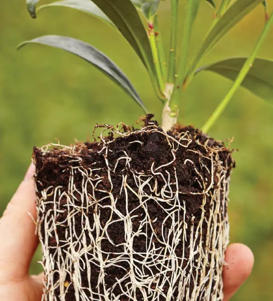 Board Na Mona 75 litres Pot Plant Substrate Plus  Irish Peat Moss